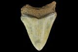 Bargain, Fossil Megalodon Tooth - North Carolina #131598-2